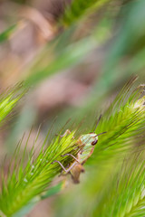Grasshopper in its natural environment.