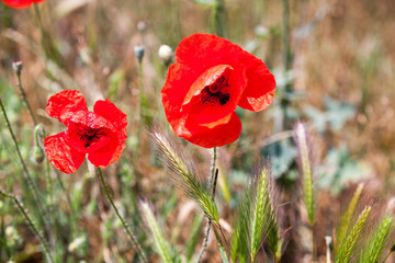 Naklejka premium Red poppy flowers
