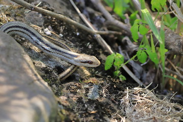 Snake