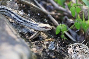 Snake