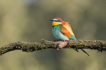 Spectacular portrait of European bee eater at sunrise (Merops apiaster)