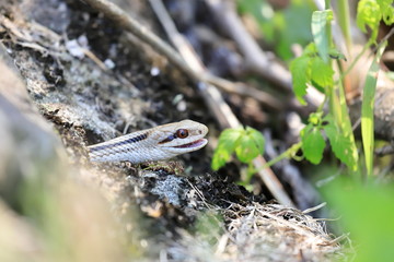 Snake
