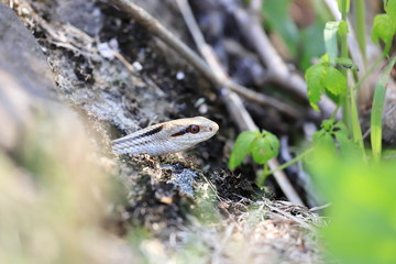Snake