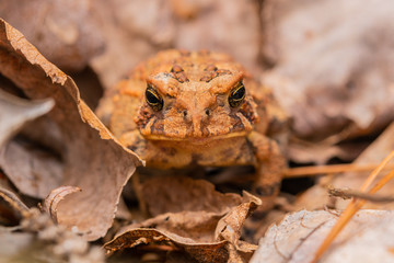 Closeup of brown toad sitting in leaves