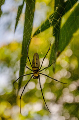 spider