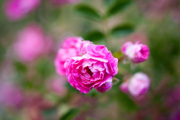 Pink rose flowers