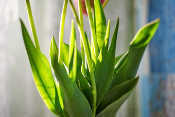 Fototapeta premium Green tulip stem, part of a flower, close-up