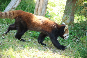 レッサーパンダ