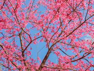 view of Prunus serrulata or Japanese cherry blossom on tree branches with blue sky background, Royal Project Garden in Doi Ang Khang, Chiang Mai, northern of Thailand.