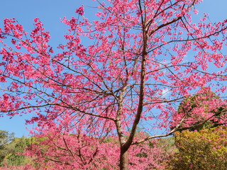 view of Prunus serrulata or Japanese cherry blossom on tree branches with blue sky background, Royal Project Garden in Doi Ang Khang, Chiang Mai, northern of Thailand.