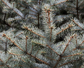 Branches of the Colorado blue spruce