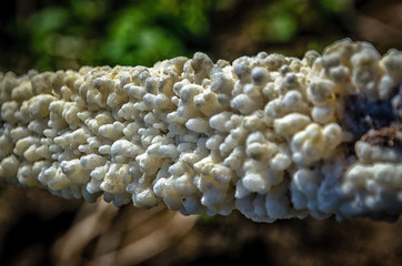 fungus