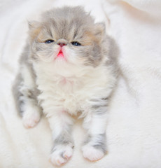 cute persian cat baby kitten