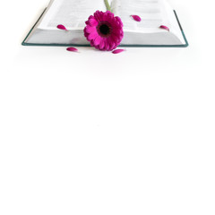 Flat lay open Bible / book and pink/purple/violette Gerbera flower on a white background. With pink petals, silver/grey key, cross