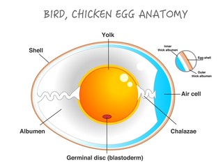 Bird, chicken egg anatomy. Egg embryo anatomy, section. Bird, Chicken Egg structure. Detailed birds and chickens reproduction. Simple annotated. White background. Editable 2d vector illustration. © LuckySoul
