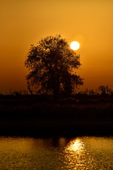 Silhouette tree on the sunset at Al Qudra love lake, Dubai, United Arab Emirates