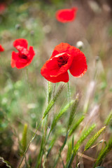 Obraz premium Red poppy flowers