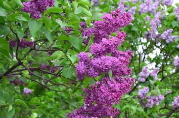 purple flowers in the garden