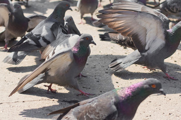  a flock of pigeons on the pavement.
