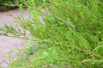 green branches of a christmas tree in the garden