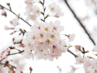 Fototapeta premium Close up of Cherry blossom