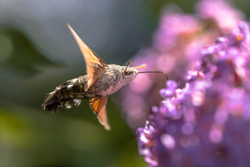 Hummingbird hawk moth butterfly