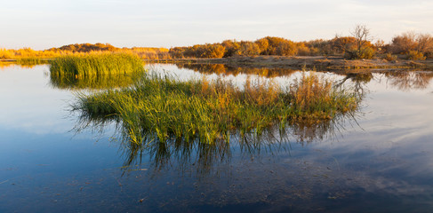 Reserva Natural del Humedal de Azraq. Jordania, Oriente Medio