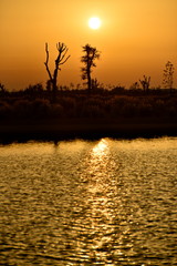 Fototapeta na wymiar Silhouette tree on the sunset at Al Qudra love lake, Dubai, United Arab Emirates