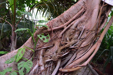 roots of a tree