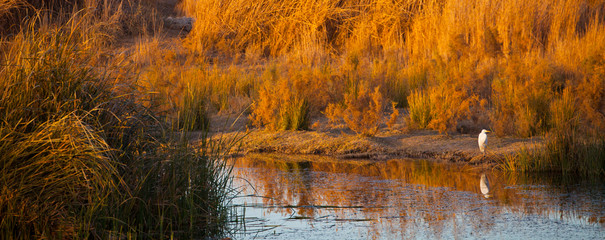 GARCETA GRANDE (Ardea alba), fReserva Natural del Humedal de Azraq. Jordania, Oriente Medio