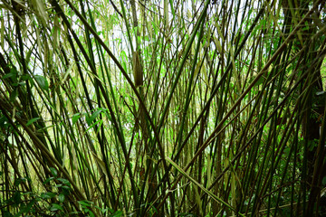 The group of small  nature bamboo trees in the forest