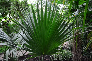 Obraz na płótnie Canvas palm tree in the greenhouse