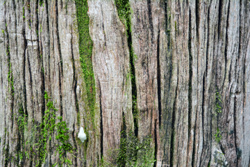 the cracked of old wood with green moss
