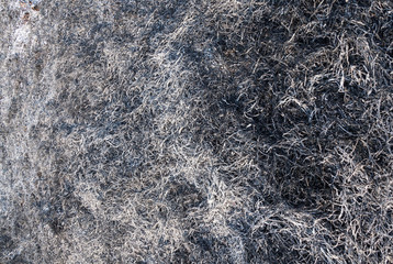 Burnt grass