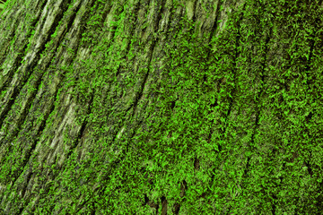 the cracked of old wood with many of green moss