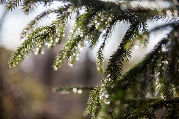 Fir tree branches wet after the rain