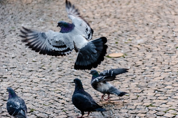 Fototapeta premium pigeon in flight