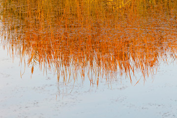 Reserva Natural del Humedal de Azraq. Jordania, Oriente Medio
