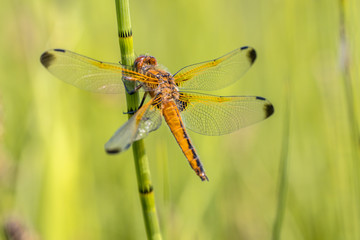 Scarce chaser dragonfly
