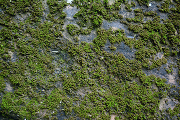 the panel of green moss  on old rock