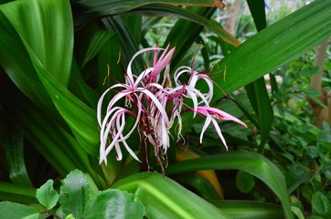 Obraz premium lily of the valley