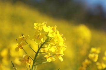 菜の花