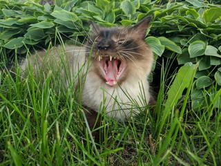 yawning cat