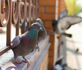 pigeons are sitting on an old forged fence