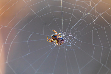 The spider sits on the weaved web and waits for the victim. Close up, macro 