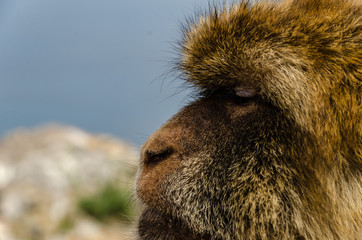 ape