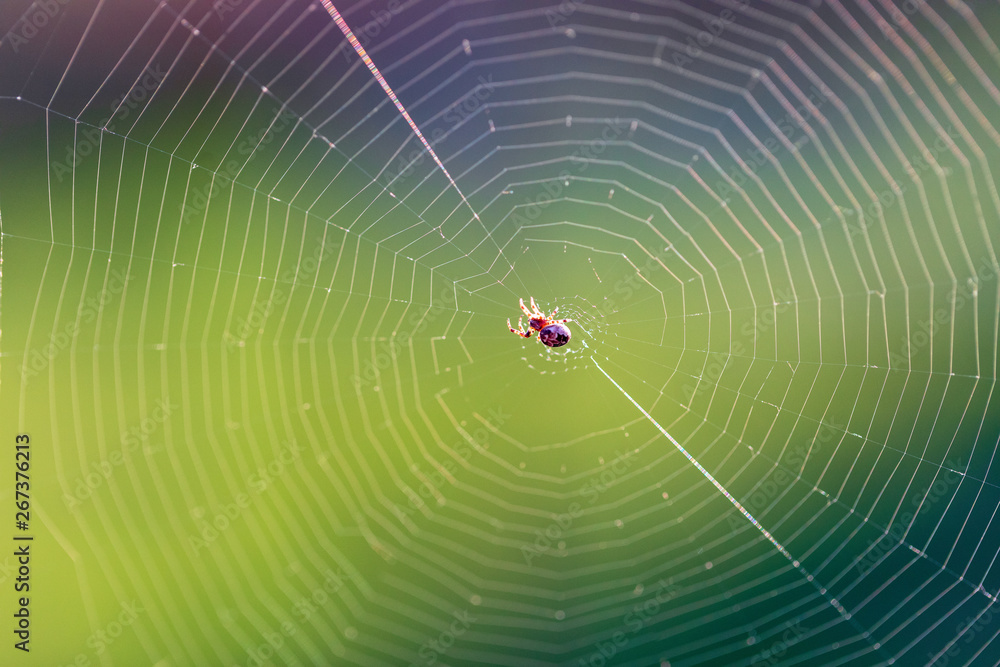Wall mural the spider sits on the weaved web and waits for the victim. close up, macro