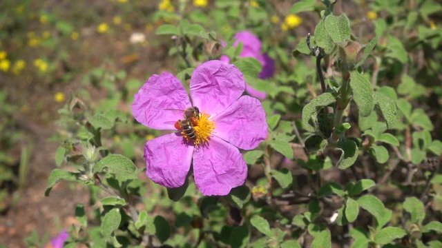 Slow motion of bee with pollen baskets harvesting nectar and flying away from labdanum rockrose flower. 