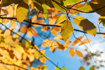 Fototapeta na wymiar Autumn nature background with bright yellow leaves
