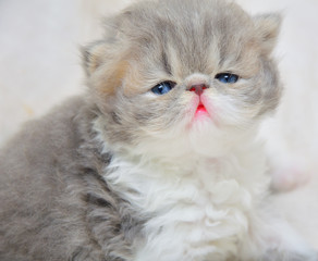 cute persian cat baby kitten